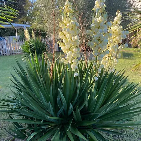 il leccio-2